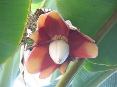 Musa textilis Abaca Musa textilis Abaca